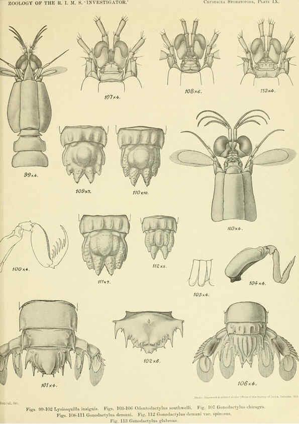 Reproducción/Reproduction 6243321761: An account of the Crustacea Stomatopoda of the Indo-Pacific region Calcutta,1913