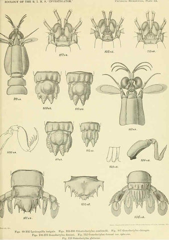 Reproducción/Reproduction 6243321761: An account of the Crustacea Stomatopoda of the Indo-Pacific region Calcutta,1913
