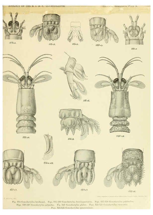 Reproducción/Reproduction 6243321955: An account of the Crustacea Stomatopoda of the Indo-Pacific region Calcutta,1913