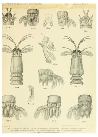 Reproducción/Reproduction 6243321955: An account of the Crustacea Stomatopoda of the Indo-Pacific region Calcutta,1913