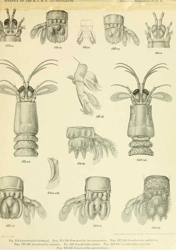 Reproducción/Reproduction 6243321955: An account of the Crustacea Stomatopoda of the Indo-Pacific region Calcutta,1913
