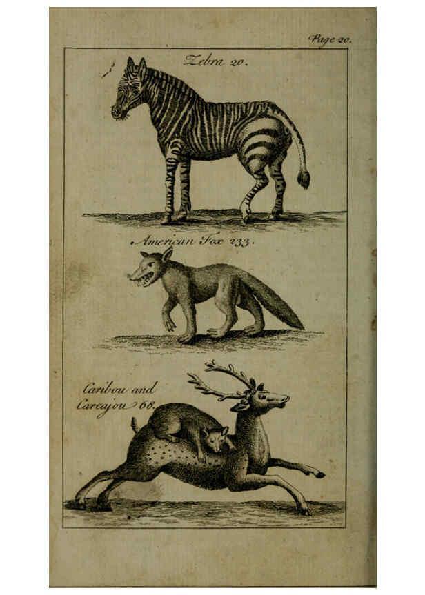 Reproducción/Reproduction 6243879296: A new and accurate system of natural history ... v.1 London,Printed for J. Newbery,1763