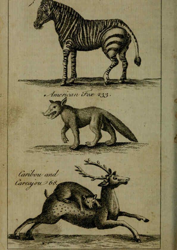 Reproducción/Reproduction 6243879296: A new and accurate system of natural history ... v.1 London,Printed for J. Newbery,1763