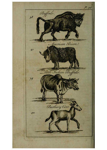 Reproducción/Reproduction 6243879630: A new and accurate system of natural history ... v.1 London,Printed for J. Newbery,1763