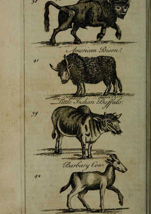 Reproducción/Reproduction 6243879630: A new and accurate system of natural history ... v.1 London,Printed for J. Newbery,1763