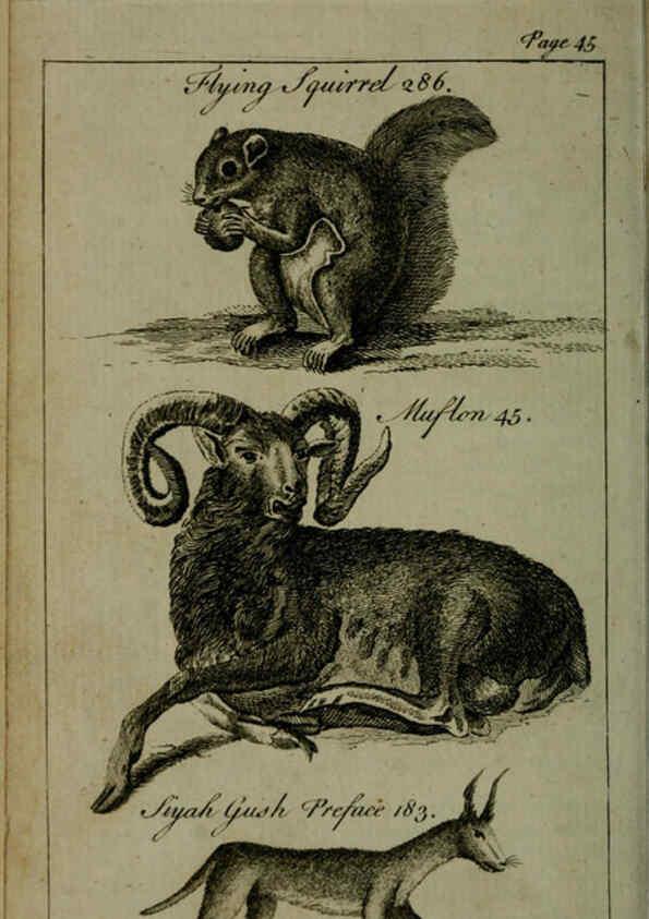 Reproducción/Reproduction 6243362103: A new and accurate system of natural history ... v.1 London,Printed for J. Newbery,1763
