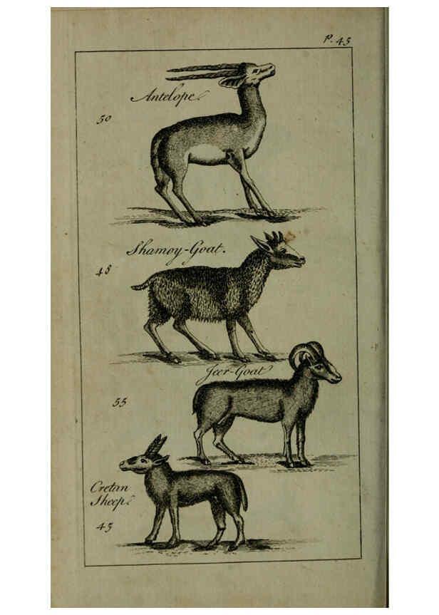 Reproducción/Reproduction 6243880268: A new and accurate system of natural history ... v.1 London,Printed for J. Newbery,1763