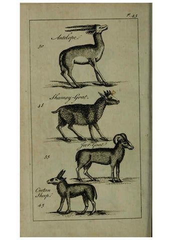 Reproducción/Reproduction 6243880268: A new and accurate system of natural history ... v.1 London,Printed for J. Newbery,1763