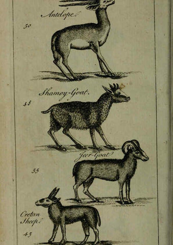 Reproducción/Reproduction 6243880268: A new and accurate system of natural history ... v.1 London,Printed for J. Newbery,1763