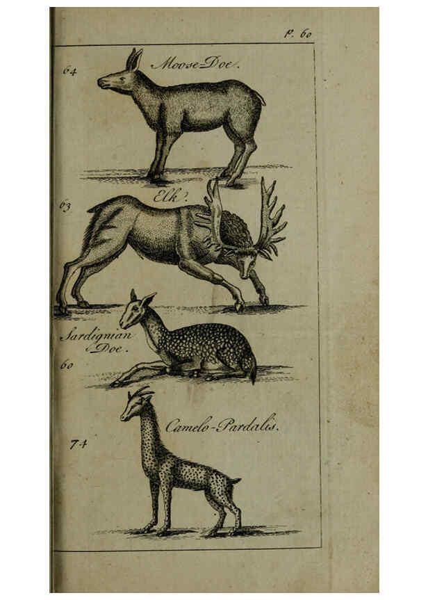 Reproducción/Reproduction 6243362525: A new and accurate system of natural history ... v.1 London,Printed for J. Newbery,1763