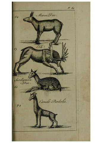 Reproducción/Reproduction 6243362525: A new and accurate system of natural history ... v.1 London,Printed for J. Newbery,1763
