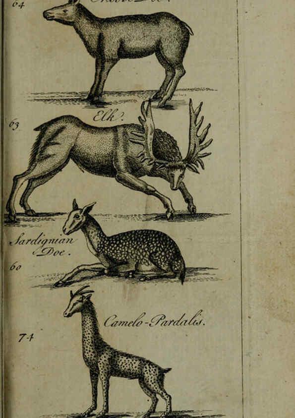 Reproducción/Reproduction 6243362525: A new and accurate system of natural history ... v.1 London,Printed for J. Newbery,1763
