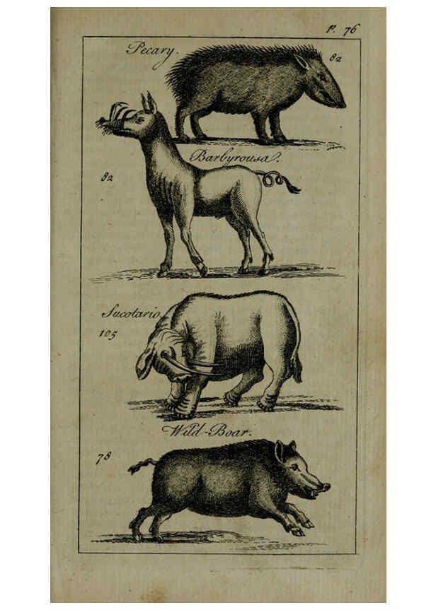 Reproducción/Reproduction 6243362945: A new and accurate system of natural history ... v.1 London,Printed for J. Newbery,1763