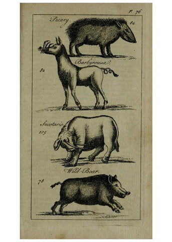 Reproducción/Reproduction 6243362945: A new and accurate system of natural history ... v.1 London,Printed for J. Newbery,1763