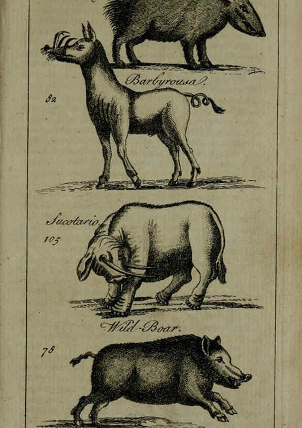 Reproducción/Reproduction 6243362945: A new and accurate system of natural history ... v.1 London,Printed for J. Newbery,1763