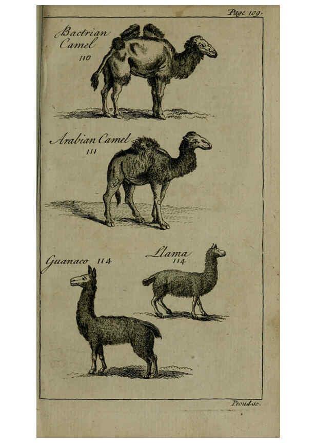 Reproducción/Reproduction 6243363449: A new and accurate system of natural history ... v.1 London,Printed for J. Newbery,1763