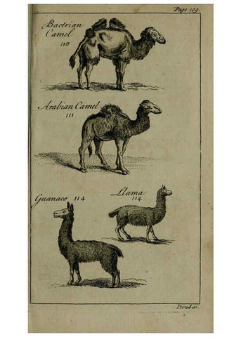 Reproducción/Reproduction 6243363449: A new and accurate system of natural history ... v.1 London,Printed for J. Newbery,1763