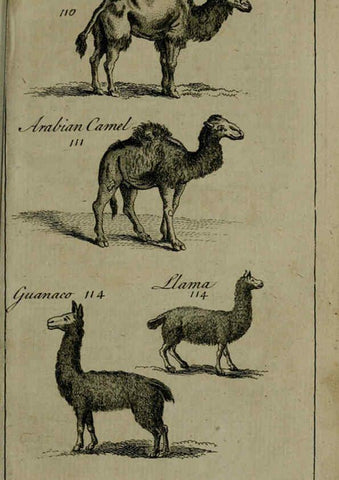 Reproducción/Reproduction 6243363449: A new and accurate system of natural history ... v.1 London,Printed for J. Newbery,1763