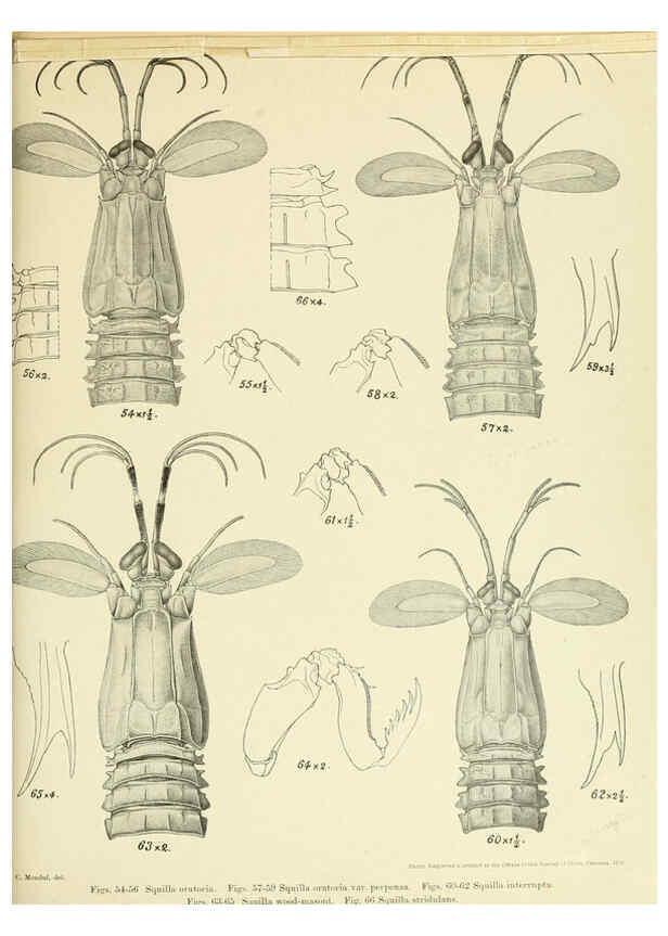 Reproducción/Reproduction 6243837298: An account of the Crustacea Stomatopoda of the Indo-Pacific region Calcutta,1913