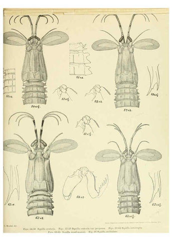 Reproducción/Reproduction 6243837298: An account of the Crustacea Stomatopoda of the Indo-Pacific region Calcutta,1913