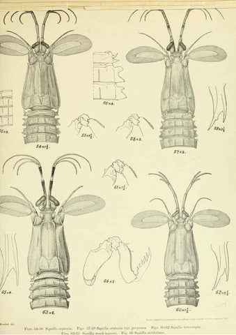 Reproducción/Reproduction 6243837298: An account of the Crustacea Stomatopoda of the Indo-Pacific region Calcutta,1913