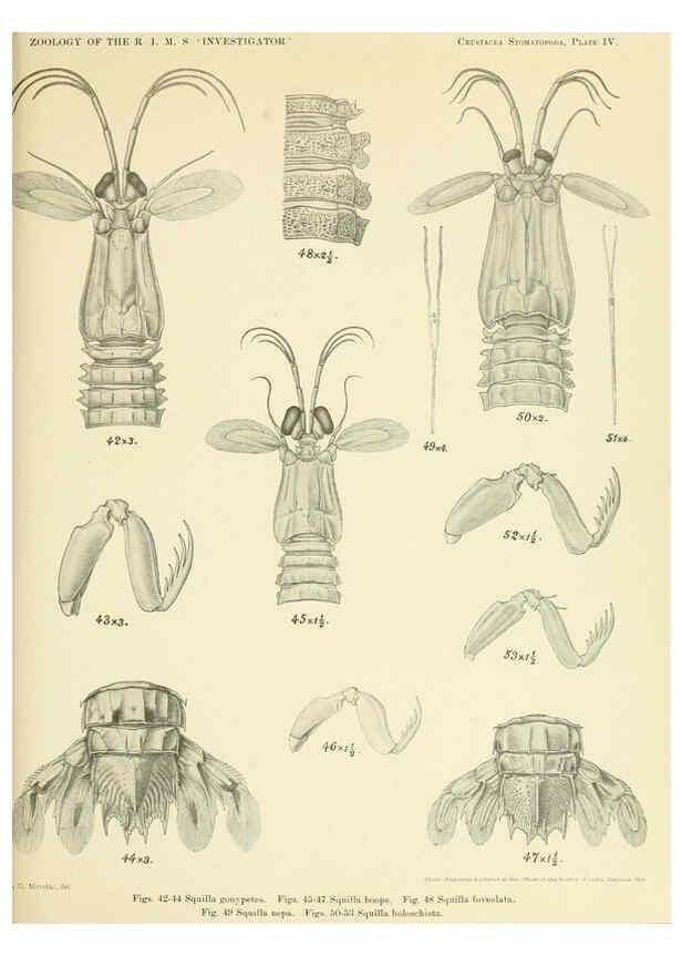 Reproducción/Reproduction 6243837120: An account of the Crustacea Stomatopoda of the Indo-Pacific region Calcutta,1913