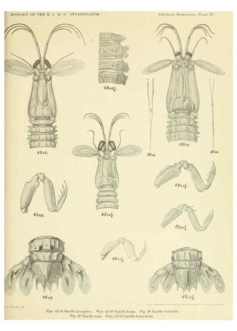 Reproducción/Reproduction 6243837120: An account of the Crustacea Stomatopoda of the Indo-Pacific region Calcutta,1913