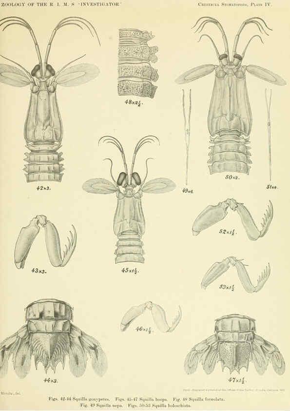 Reproducción/Reproduction 6243837120: An account of the Crustacea Stomatopoda of the Indo-Pacific region Calcutta,1913