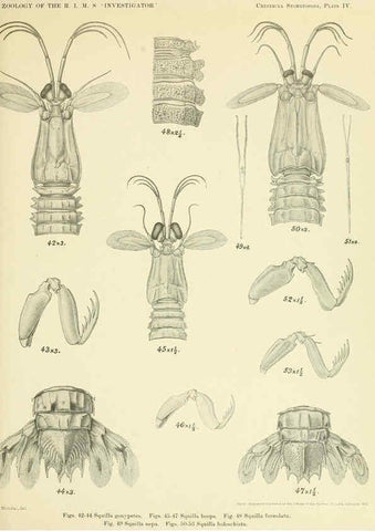Reproducción/Reproduction 6243837120: An account of the Crustacea Stomatopoda of the Indo-Pacific region Calcutta,1913