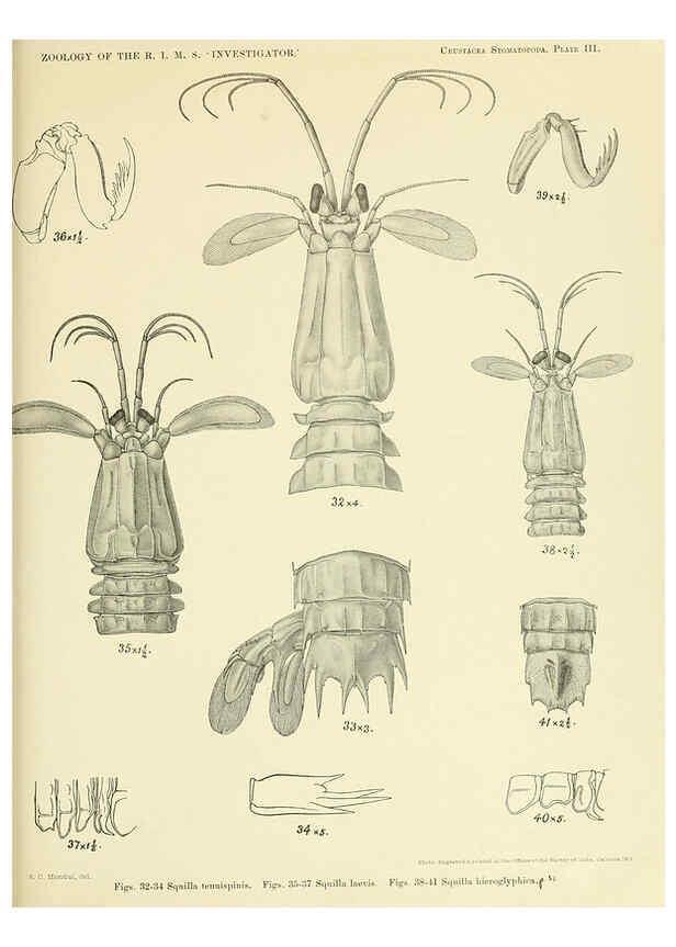 Reproducción/Reproduction 6243836938: An account of the Crustacea Stomatopoda of the Indo-Pacific region Calcutta,1913