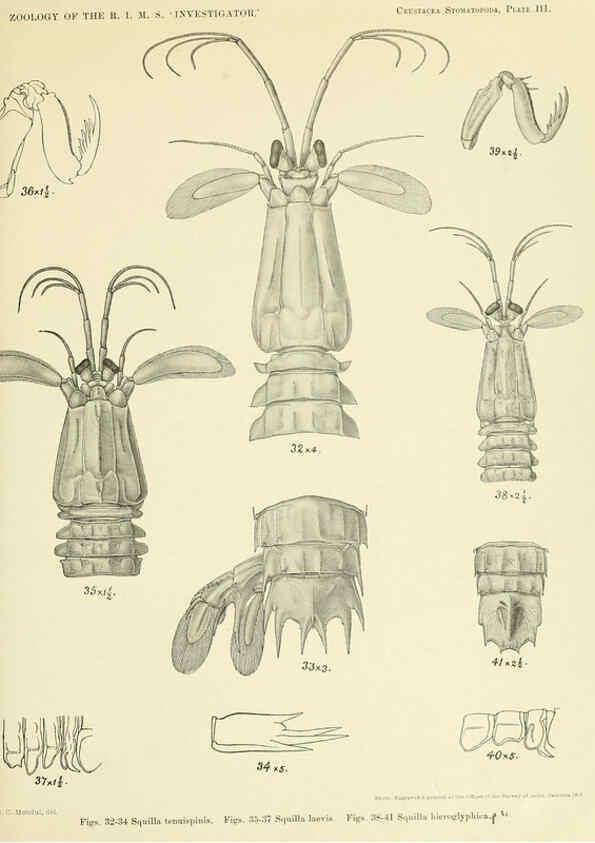 Reproducción/Reproduction 6243836938: An account of the Crustacea Stomatopoda of the Indo-Pacific region Calcutta,1913