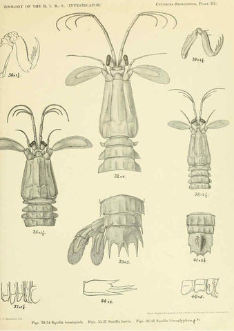Reproducción/Reproduction 6243836938: An account of the Crustacea Stomatopoda of the Indo-Pacific region Calcutta,1913