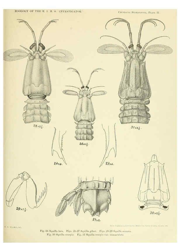 Reproducción/Reproduction 6243320455: An account of the Crustacea Stomatopoda of the Indo-Pacific region Calcutta,1913