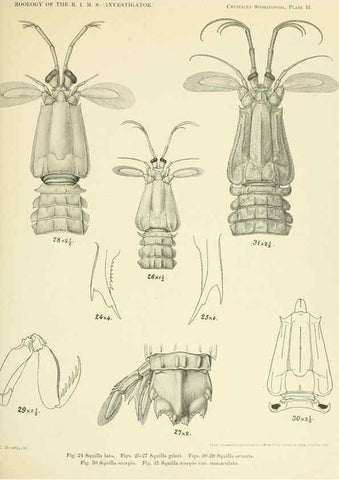 Reproducción/Reproduction 6243320455: An account of the Crustacea Stomatopoda of the Indo-Pacific region Calcutta,1913