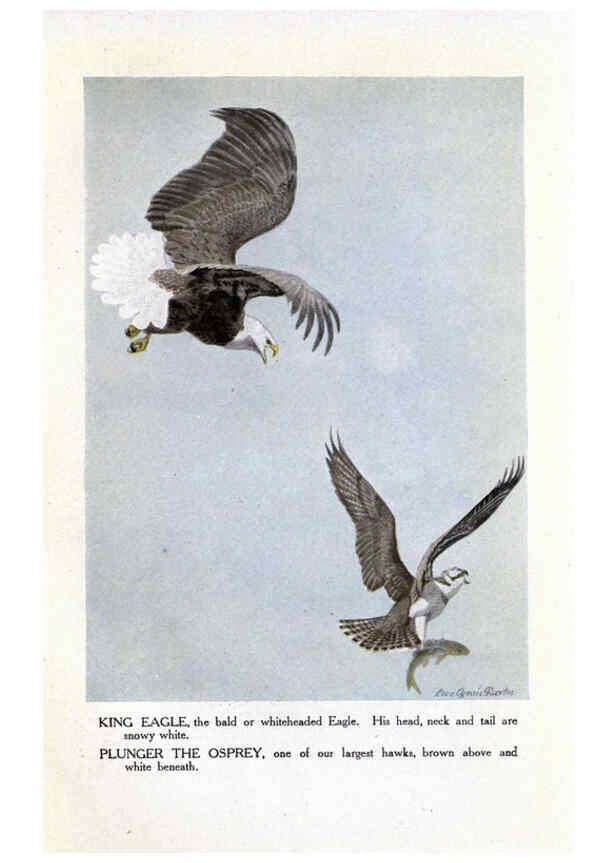 Reproducción/Reproduction 6243298329: The Burgess bird book for children Boston :Little, Brown, and company,1919