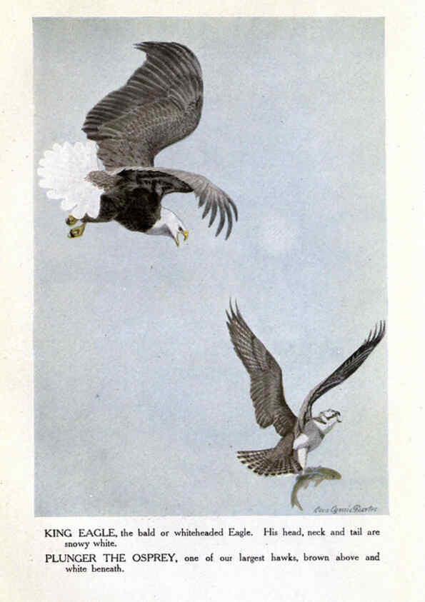Reproducción/Reproduction 6243298329: The Burgess bird book for children Boston :Little, Brown, and company,1919