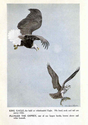 Reproducción/Reproduction 6243298329: The Burgess bird book for children Boston :Little, Brown, and company,1919