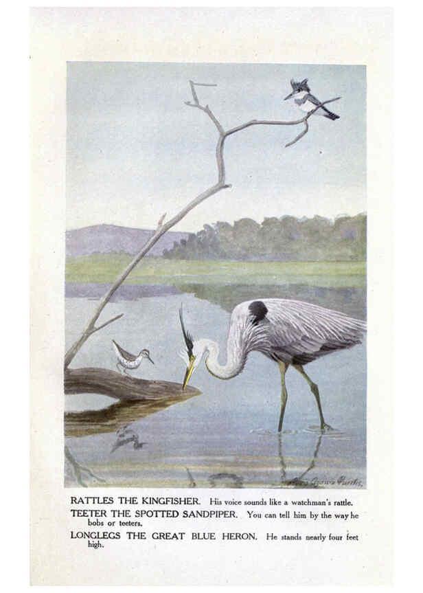 Reproducción/Reproduction 6243298613: The Burgess bird book for children Boston :Little, Brown, and company,1919