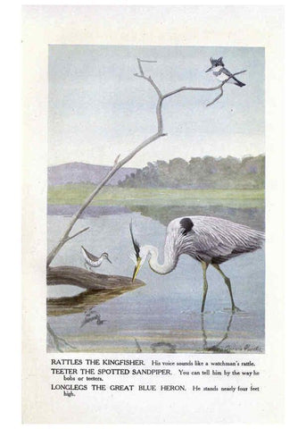 Reproducción/Reproduction 6243298613: The Burgess bird book for children Boston :Little, Brown, and company,1919