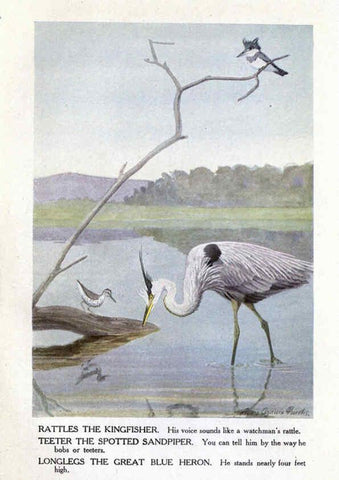 Reproducción/Reproduction 6243298613: The Burgess bird book for children Boston :Little, Brown, and company,1919