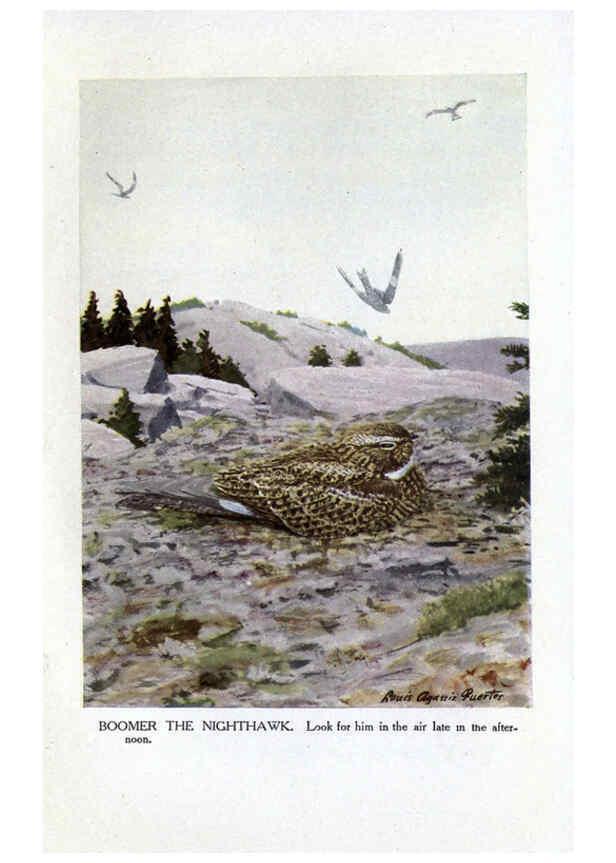 Reproducción/Reproduction 6243815284: The Burgess bird book for children Boston :Little, Brown, and company,1919