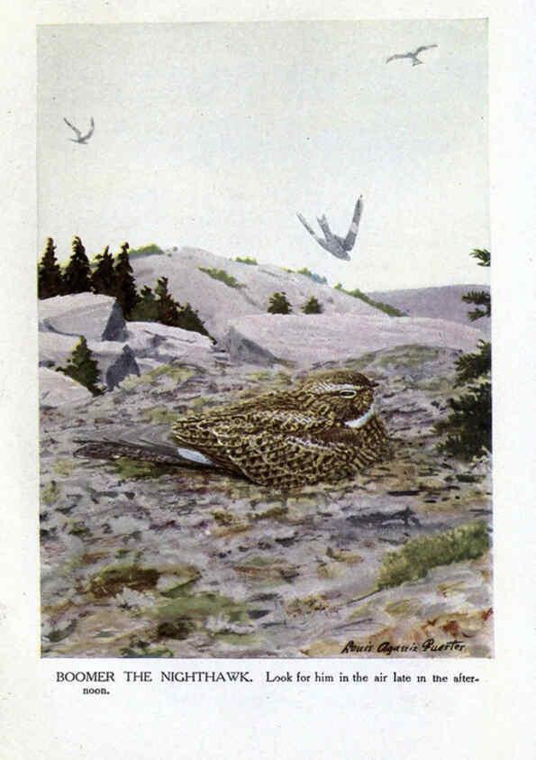 Reproducción/Reproduction 6243815284: The Burgess bird book for children Boston :Little, Brown, and company,1919