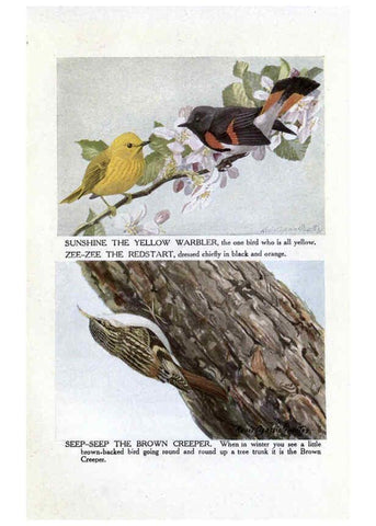 Reproducción/Reproduction 6243299195: The Burgess bird book for children Boston :Little, Brown, and company,1919