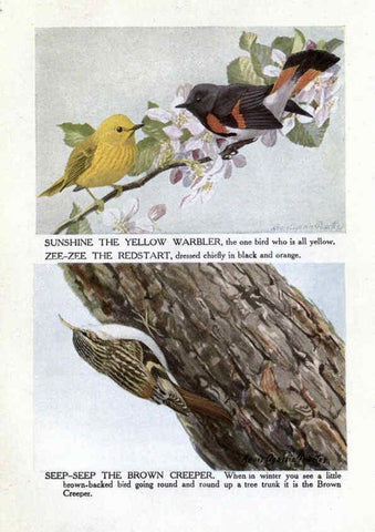 Reproducción/Reproduction 6243299195: The Burgess bird book for children Boston :Little, Brown, and company,1919