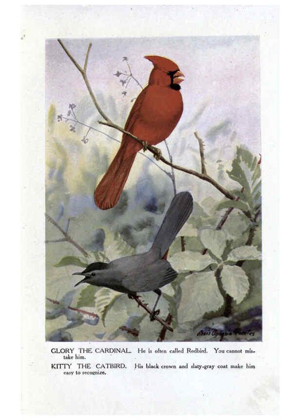 Reproducción/Reproduction 6243815678: The Burgess bird book for children Boston :Little, Brown, and company,1919
