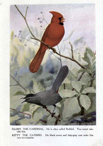 Reproducción/Reproduction 6243815678: The Burgess bird book for children Boston :Little, Brown, and company,1919