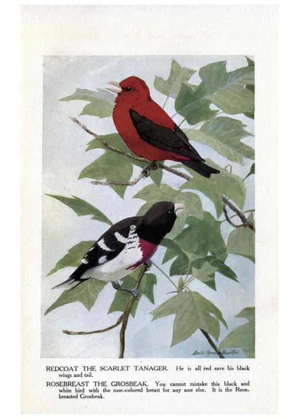 Reproducción/Reproduction 6243299677: The Burgess bird book for children Boston :Little, Brown, and company,1919