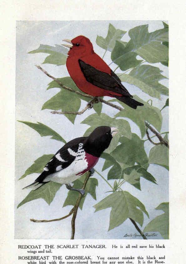 Reproducción/Reproduction 6243299677: The Burgess bird book for children Boston :Little, Brown, and company,1919