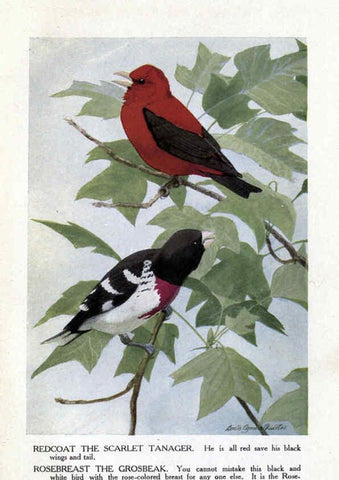 Reproducción/Reproduction 6243299677: The Burgess bird book for children Boston :Little, Brown, and company,1919