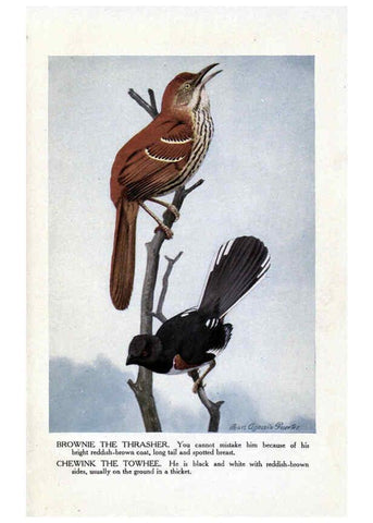 Reproducción/Reproduction 6243816138: The Burgess bird book for children Boston :Little, Brown, and company,1919